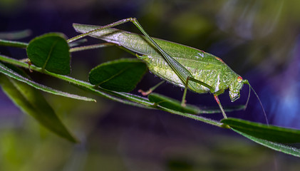 grasshopper 9