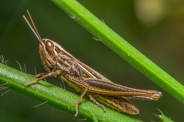 grasshopper 10