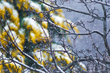 Tree branches covered in snow