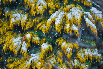 Tree branches covered in snow