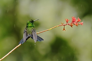 Green-crowned brilliant, Heliodoxa jacula sitting on leave, bird from mountain tropical forest, Panama, bird perching on leave, clear green background, resting hummingbird in natural environment, wild