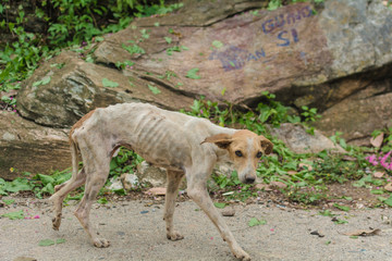Alone walker Dog