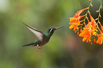 White-throated Mountaingem - Lampornis castaneoventris hovering next to orange flower, bird from mountain tropical forest, Waterfall Gardens La Paz, Costa Rica, beautiful hummingbird sucking nectar 