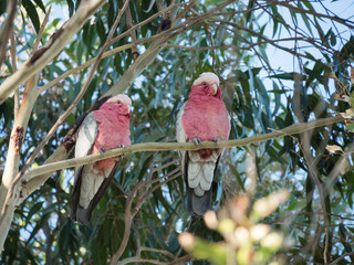 Galah rose-breasted cockatoo, galah cockatoo, pink and grey cockatoo, roseate cockatoo © Christina