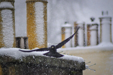 Unfocused black bird flying towards camera