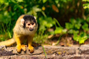 Squirrel monkey