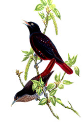 Illustration of bird