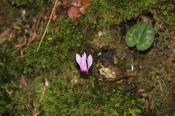  mountain flower