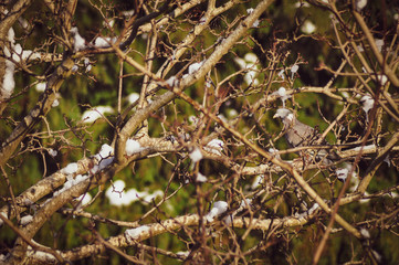 Unfocused pigeon standing on tree branch