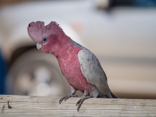Galah rose-breasted cockatoo, galah cockatoo, pink and grey cockatoo, roseate cockatoo © Christina