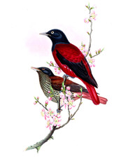 Illustration of bird