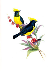 Illustration of bird