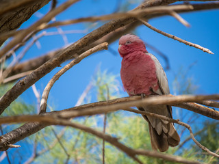 Galah rose-breasted cockatoo, galah cockatoo, pink and grey cockatoo, roseate cockatoo © Christina