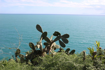  cactus and sea