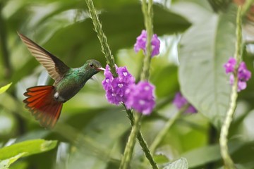 Rufous-tailed Hummingbird hovering next to violet flower in garden, bird from mountain tropical forest, Costa Rica, natural habitat, beautiful hummingbird, wildlife, nature, flying gem, clear backgrou