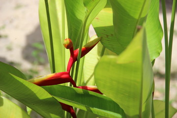 Obraz premium tropical plant