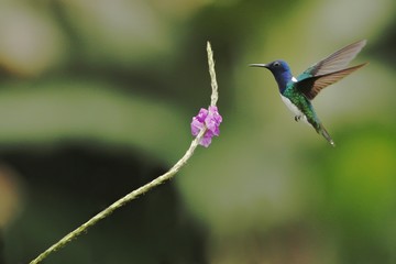 White-necked Jacobin, Florisuga mellivora hovering next to violet flower in garden, bird from mountain tropical forest, Costa Rica, natural habitat, beautiful hummingbird, wildlife, nature, flying gem