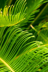 Green vegetation for background