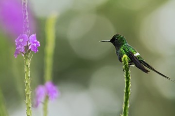 Green Thorntail, sitting on flower in garden, bird from mountain tropical forest, Costa Rica, natural habitat, beautiful hummingbird, wildlife, nature, flying gem, clear background