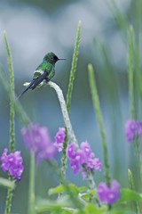 Green thorntail sitting on flower, bird from mountain tropical forest, Costa Rica, bird perching on branch, tiny beautiful hummingbird in natural environment with violet flowers in background