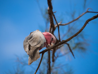 Galah rose-breasted cockatoo, galah cockatoo, pink and grey cockatoo, roseate cockatoo