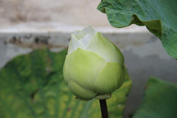 delicate bud of lotus