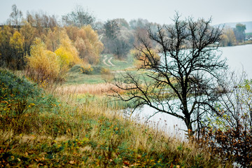 Autumn landscape: a black tree without leaves over the river, distant trees with yellow leaves_