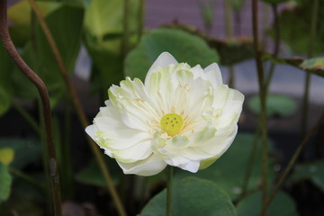  blooming lotus