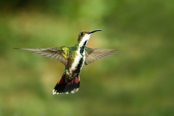 Black-breasted mango, hovering in the air, garden, mountain tropical forest, Colombia, bird on green clear background, beautiful hummingbird, green bird with orange, black and white tail,nature scene 