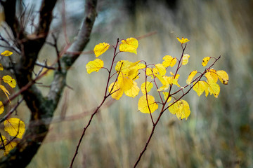 Yellow autumn leaves near a dark branch of a tree. Golden autumn in the woods_