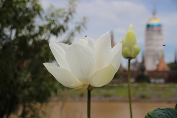  Lotus flower