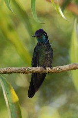 Magnificent Hummingbird - Eugenes fulgens sitting on branch, bird from mountain tropical forest, Waterfalls garden, Costa Rica, bird perching on branch, enough space in background, tiny beautiful bird