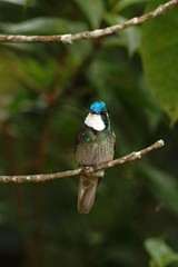 White-throated Mountaingem - Lampornis castaneoventris sitting on branch, bird from mountain tropical forest, Waterfalls garden, Costa Rica, bird perching on branch, enough space in background, tiny b