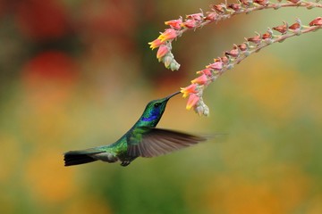 Green violetear, Colibri thalassinus, hovering next to red flower in garden, bird from mountain...