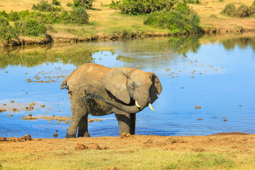 Fototapeta premium African elephant mud shower spraying mud over its body at Addo Elephant National Park in summer season near the pool. Addo NP in Eastern Cape, South Africa.