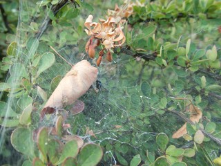 detail of a spider web on a plant