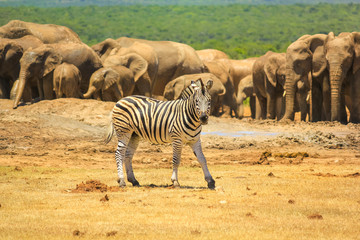 A zebra on the foreground and group of numerous elephants on the background. Addo Elephant National Park, Eastern Cape, South Africa. Summer season, sunny day.