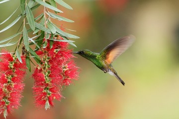 Male of Band-tailed Barbthroat, Threnetes ruckeri, hovering next to red flower in garden, bird from mountain tropical forest, Savegre, Costa Rica, natural habitat, hummingbird, colourful background