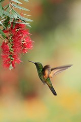 Male of Band-tailed Barbthroat, Threnetes ruckeri, hovering next to red flower in garden, bird from mountain tropical forest, Savegre, Costa Rica, natural habitat, hummingbird, colourful background