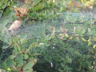 detail of a spider web on a plant