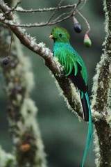 Resplendent Quetzal, Pharomachrus mocinno, Mexico, sitting on branch wwith moss, green forest in background. Magnificent sacred green and red bird. Beautiful and magnificent bird in natural enviroment