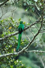 Fototapeta premium Resplendent Quetzal, Pharomachrus mocinno, Mexico, sitting on branch wwith moss, green forest in background. Magnificent sacred green and red bird. Beautiful and magnificent bird in natural enviroment