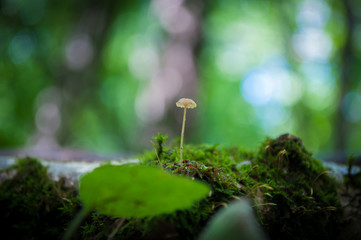 small mushroom on a background of moss
