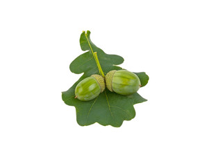 oak acorn fruit on leaves isolated on white background