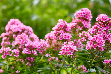 Pink Flower Blooms - Horizontal