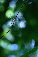 Exotic dragonfly sitting on plant in tropical rain forest in Costa Rica, exotic adventure, dragonfly resting in jungle, clear green background