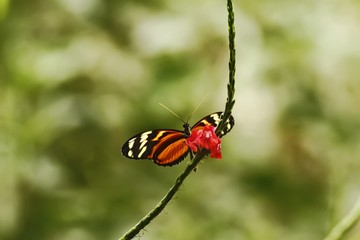 Exotic butterfly sitting on red flower in tropical rain forest in Costa Rica, exotic adventure, butterfly with yellow and orange wings, clear green background