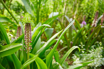 Country Flower Garden - Horizontal Background