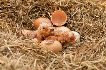Zelfklevend Fotobehang Kip Twee pas uitgekomen kippen rusten in het hooinest
