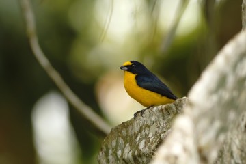 Yellow-throated Euphonia sitting on tree in tropical mountain rain forest in Costa Rica, clear and green background, small songbird in its natural environment in trees